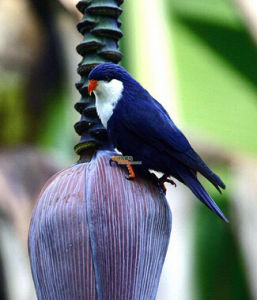 大溪地吸蜜鸚鵡 大溪地吸蜜鸚鵡