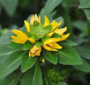 宜昌過路黃 宜昌過路黃