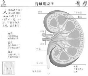 腎臟解剖圖