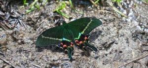 窄斑翠鳳蝶 窄斑翠鳳蝶