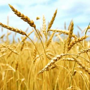 小麥(鐮刀菌)根腐病 小麥(鐮刀菌)根腐病