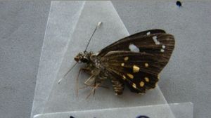 疏星弄蝶 疏星弄蝶