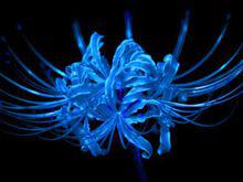 曼珠沙華[舍子花]