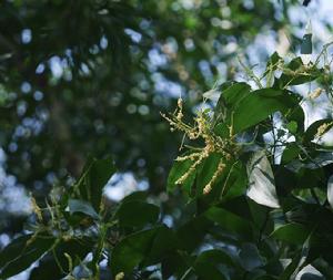 卷莢相思 卷莢相思