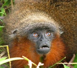 卡奎塔紅須伶猴