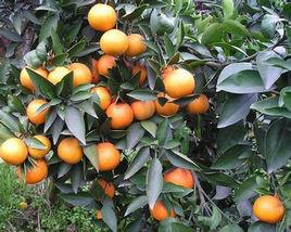 清見雜柑 清見雜柑