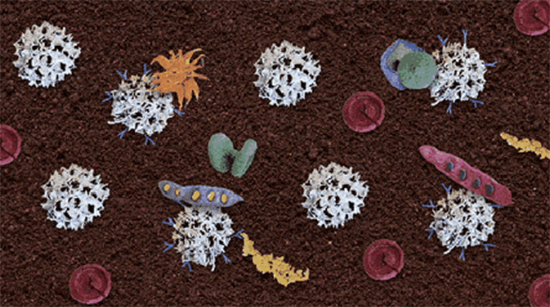 免疫細胞與寄生蟲