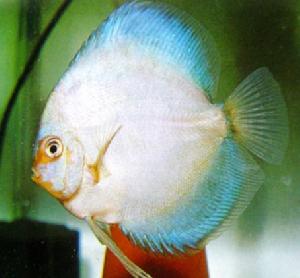 魔鬼七彩神仙魚