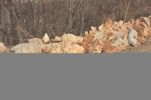 山頂洞動物群 山頂洞動物群