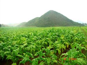 （圖）維摩彝族鄉