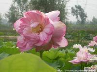 2010年拍攝於北京宏運水生花卉基地