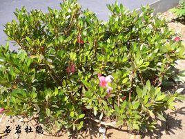 紫色硃砂杜鵑 紫色硃砂杜鵑