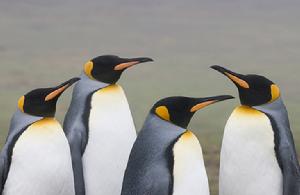 王企鵝指名亞種