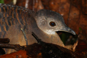 巴氏穴(共鳥) 巴氏穴(共鳥)