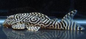 國王迷宮 國王迷宮