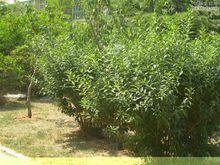 碧雅苑小區外景圖