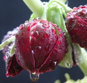 紅花八角蓮 紅花八角蓮