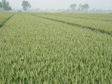 偃師[河南省洛陽市下轄縣級市]