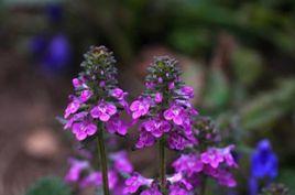 高山獨角蒿 高山獨角蒿