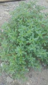 螞蟻菜[草本植物]