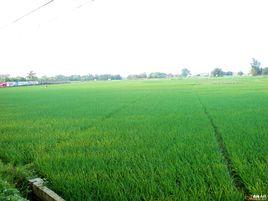 仙橋村[廣東省潮州市潮安縣東鳳鎮仙橋村]