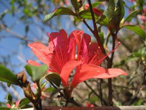 長藥杜鵑 長藥杜鵑