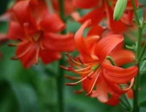 毛梗頂冰花 毛梗頂冰花