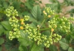 銹毛鯽魚藤 銹毛鯽魚藤