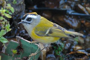 （圖）火冠戴菊