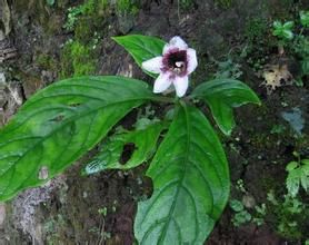 全葉半蒴苣苔 全葉半蒴苣苔