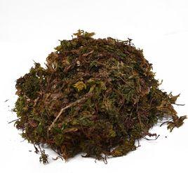 回心草[回心草]