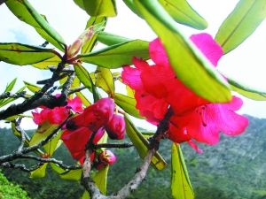 半圓葉杜鵑 半圓葉杜鵑