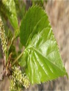 圓葉蒙桑 圓葉蒙桑