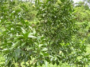 （圖）掛滿枝頭的柑橘