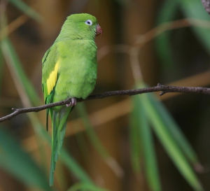 黃翅鸚鵡 黃翅鸚鵡