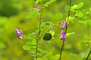 異葉杭子梢 異葉杭子梢