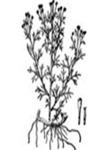 密毛廳蒿 密毛廳蒿