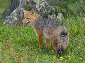 阿根廷狐 阿根廷狐