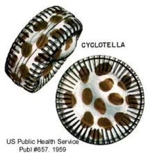 具星小環藻 具星小環藻