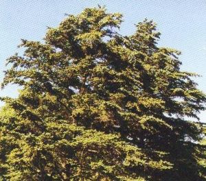 日光冷杉 日光冷杉