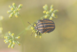 黑條紅椿象 黑條紅椿象