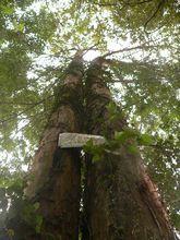 明溪縣境內的紅豆杉古樹