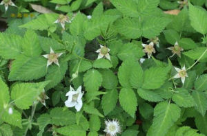 腺毛大紅泡 腺毛大紅泡