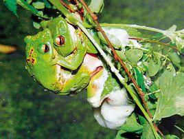 中國樹蛙