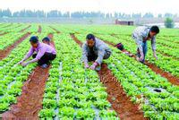 前堡村[山西朔州市應縣下社鎮下轄村]