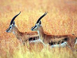 動物給我們的啟示 動物給我們的啟示