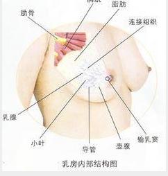 乳房內部結構圖