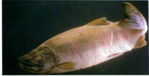 駝背大馬哈魚