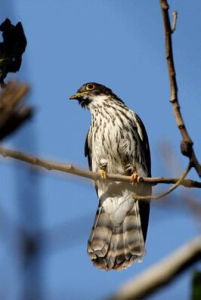 棕腹鷹鵑 棕腹鷹鵑