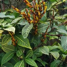 黃脈爵床 黃脈爵床